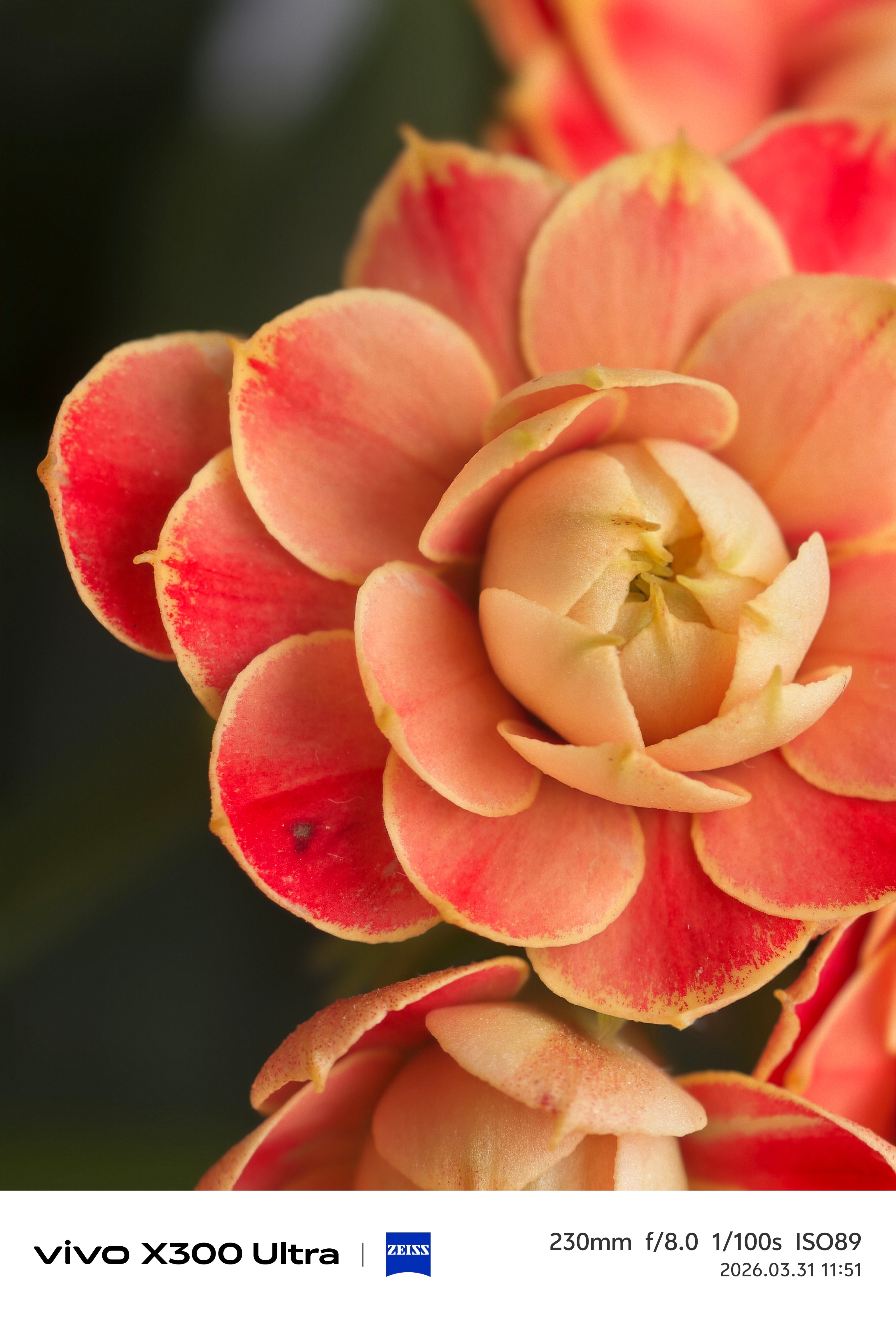 vivo X300 Ultra 之长焦微距，记得开原生光影 