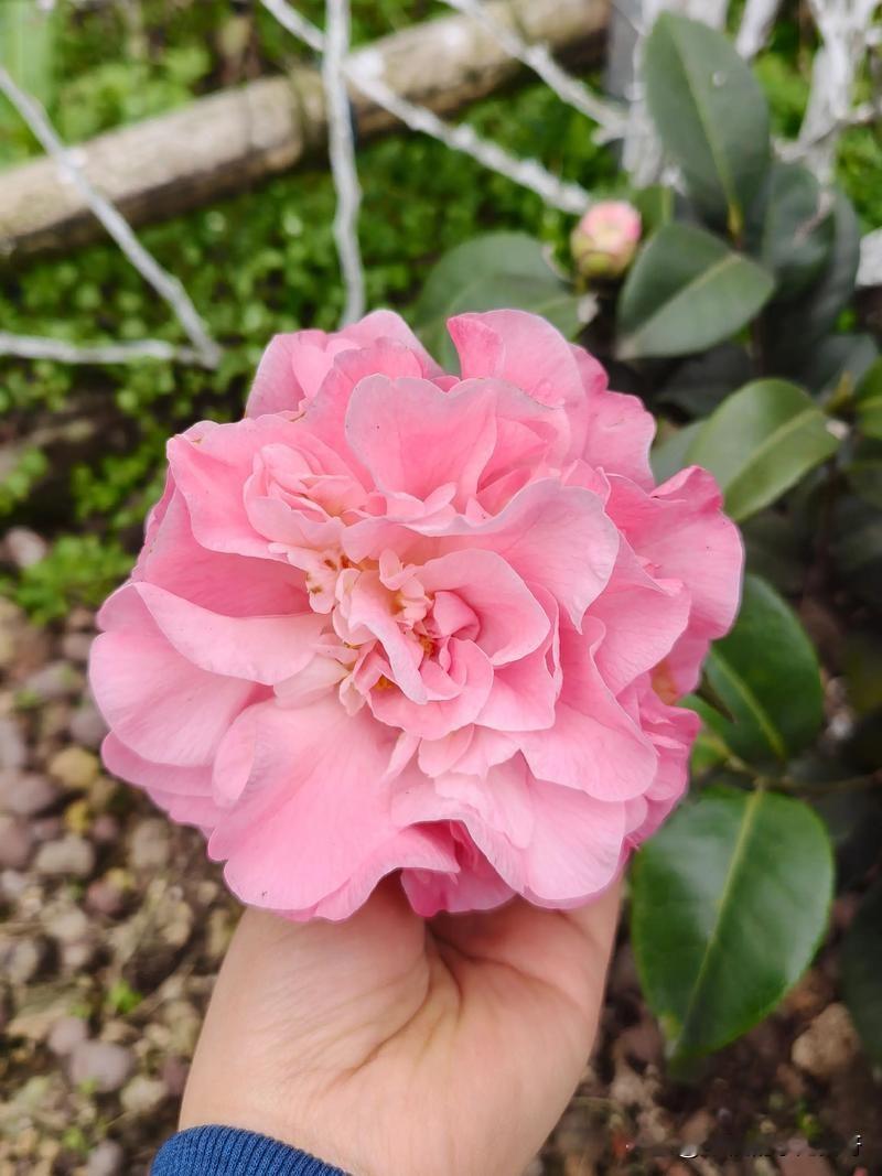 有没有人跟我一样
每次写了之后过一会就打开看一下
看看有多少流量
看看有没有新消