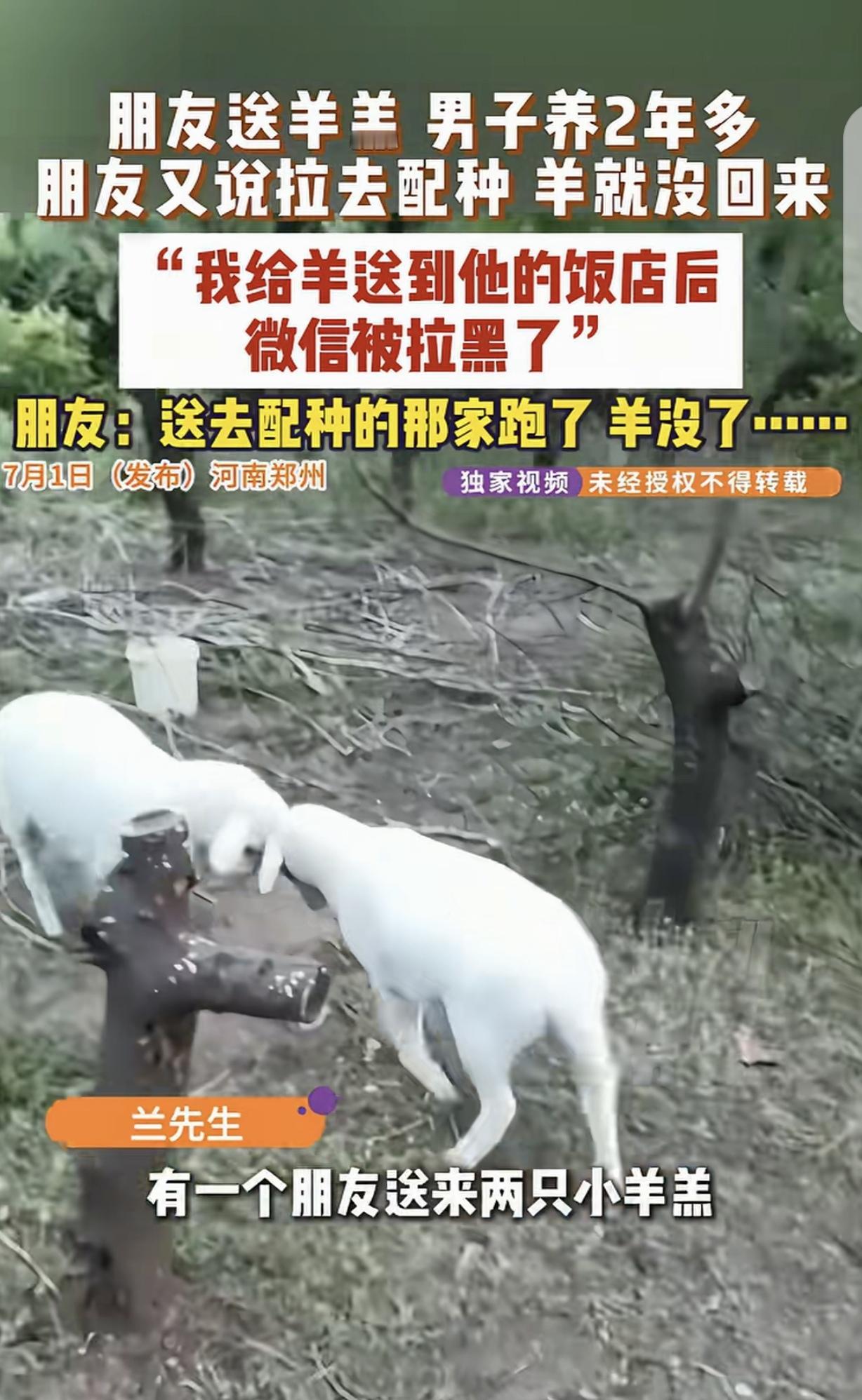 “这奇葩人品！”河南郑州，一男子的朋友，2年前送给他2只小羊羔，让他养着，羊送给