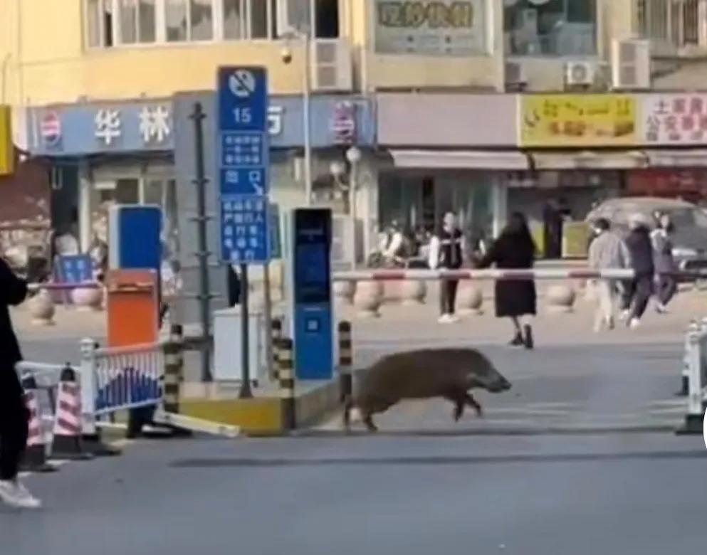 野猪窜进辽阳高校，校园秩序被打破了！

10月20日，辽宁辽阳职业技术学院内闯进