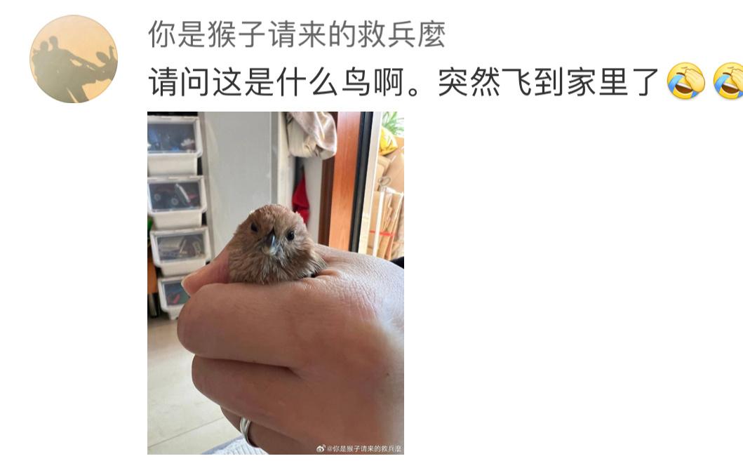 把握良鸡环节飞屋里的【棕头鸦雀】 （蛋是神奇的蓝色表情好好玩 ​​​