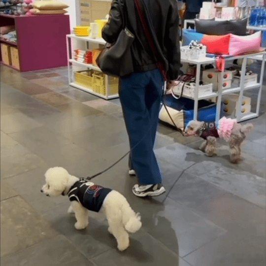 张曼玉牵狗上班比熊都13岁了，曼神这份双向奔赴的爱给满分 