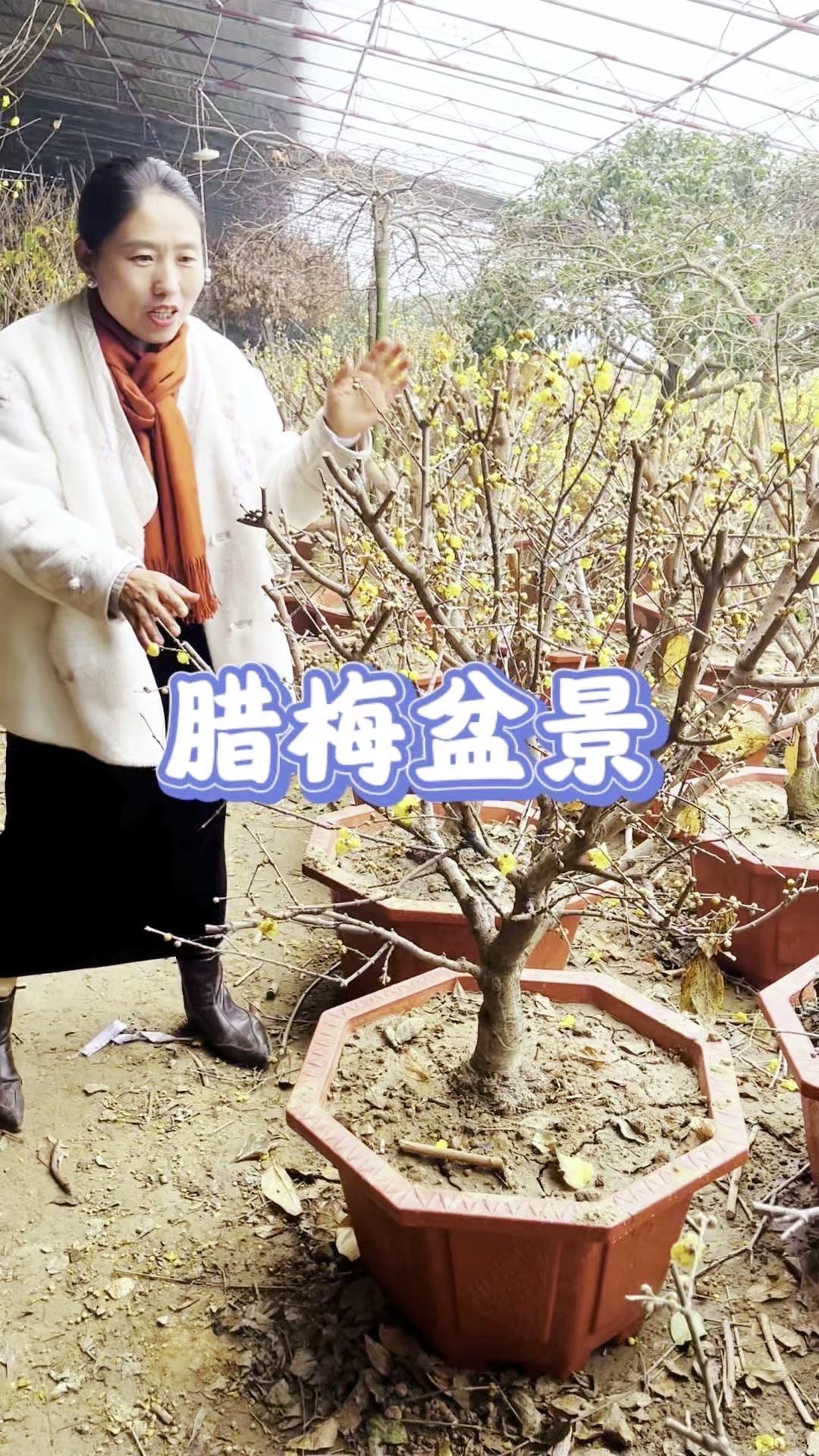 📝冬季满屋飘香的秘密，一盆腊梅就够了！🌿冬天想让家里飘着花香？腊梅盆景是必备