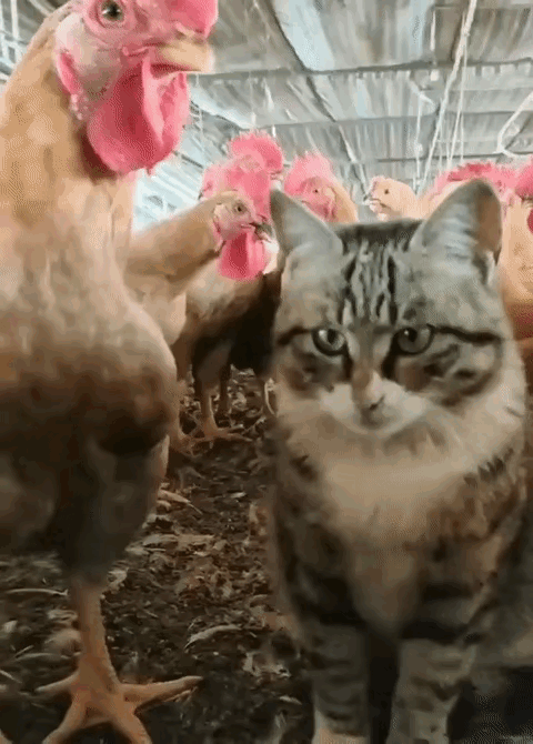 本来还嚣张不可一世的猫咪，瞬间就变得安静了。