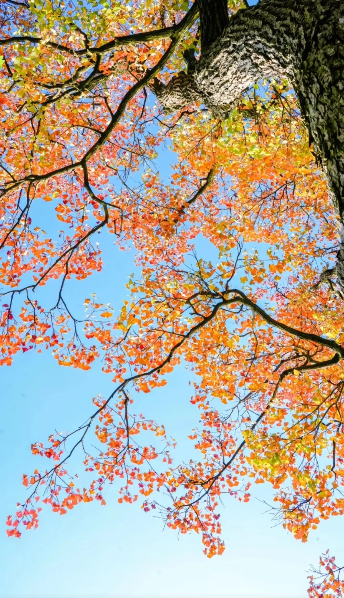 秋意渐浓，树影婆娑，色彩斑斓的秋叶在阳光下熠熠生辉。🍂🍁🍂油画般秋色太美 