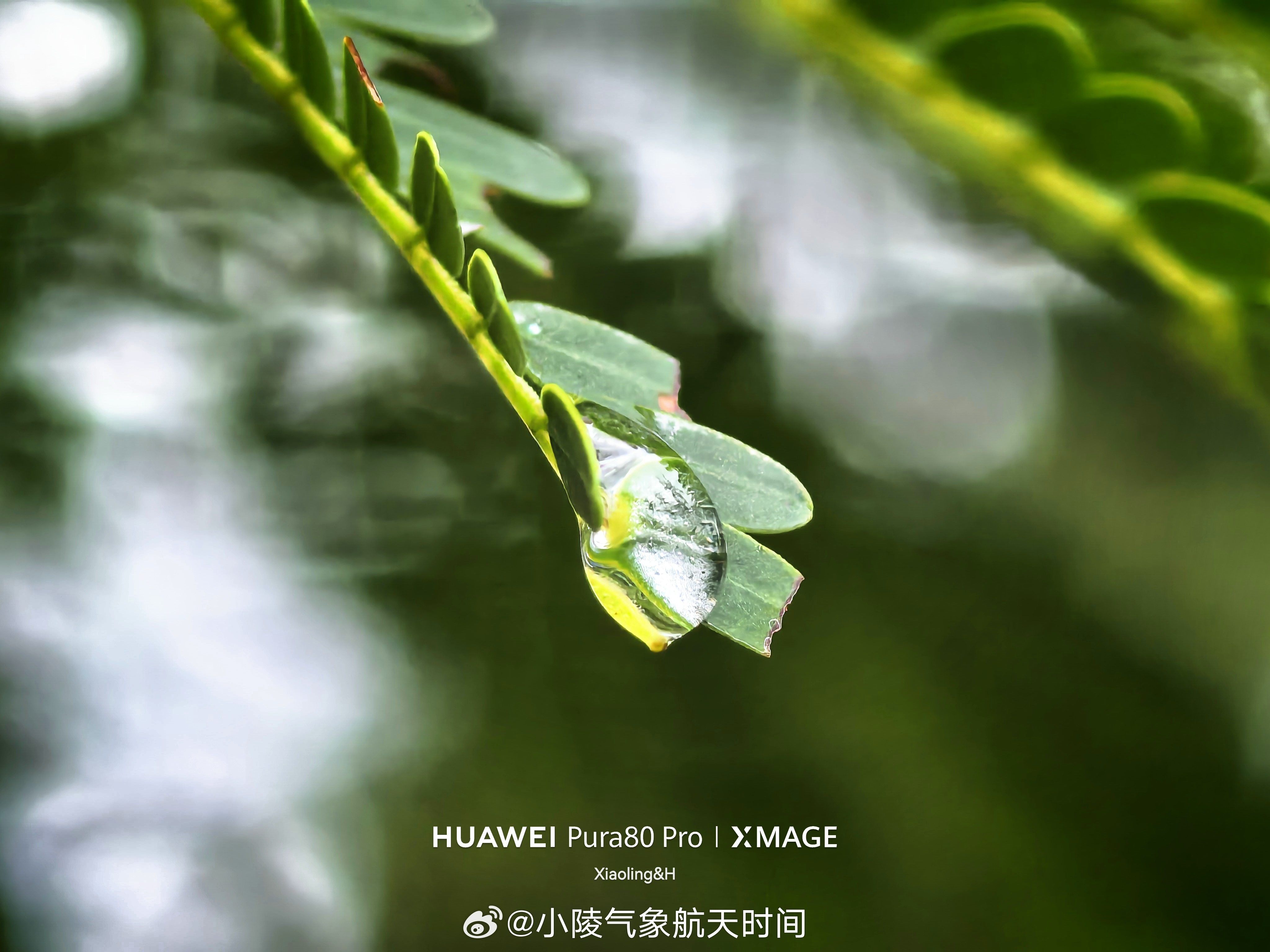 微距世界[喵喵] ​​​