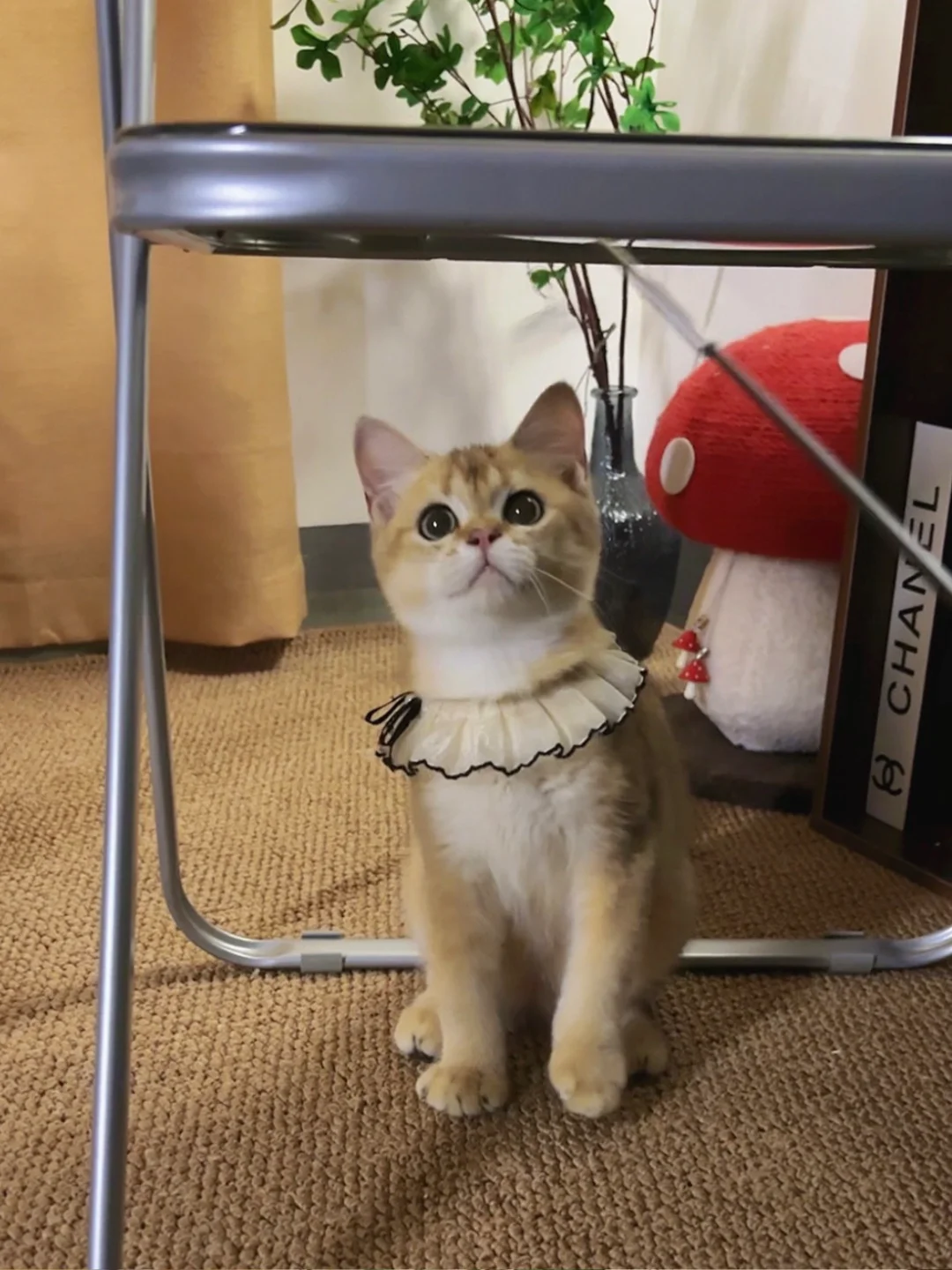 【特价现猫】短毛金渐层弟弟 爪子大大的，骨量很好，大骨架尴尬抽条期，圆...