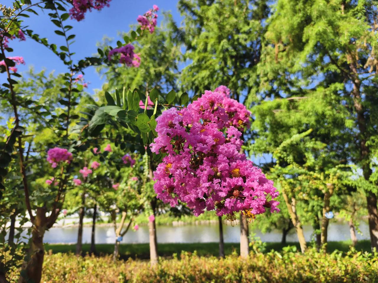 美丽的夏日清晨