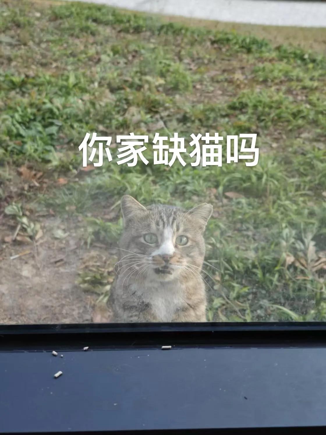 还记得这只猫德满分已放归德大脸萌猫吗？这几天杭州很冷太冷，小家伙到处求人收留，让