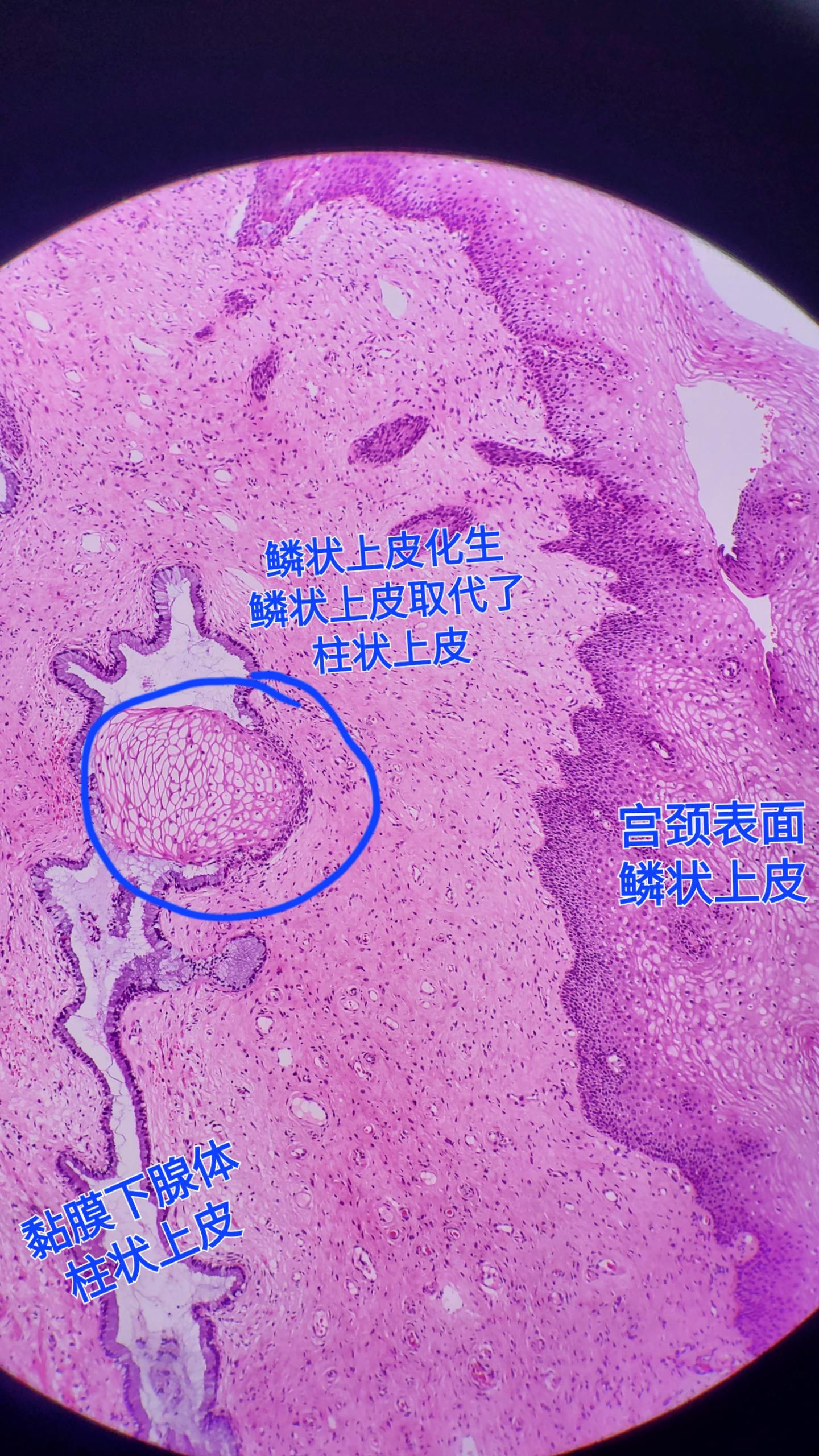 显微镜下的世界
