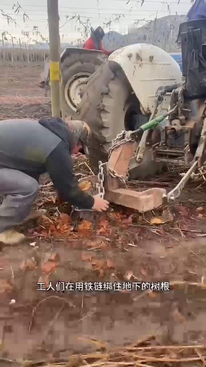 工人们在用铁链绑住地下的树根。把铁链固定好后，小车轻轻一拉，树根就被轻松拔出来了