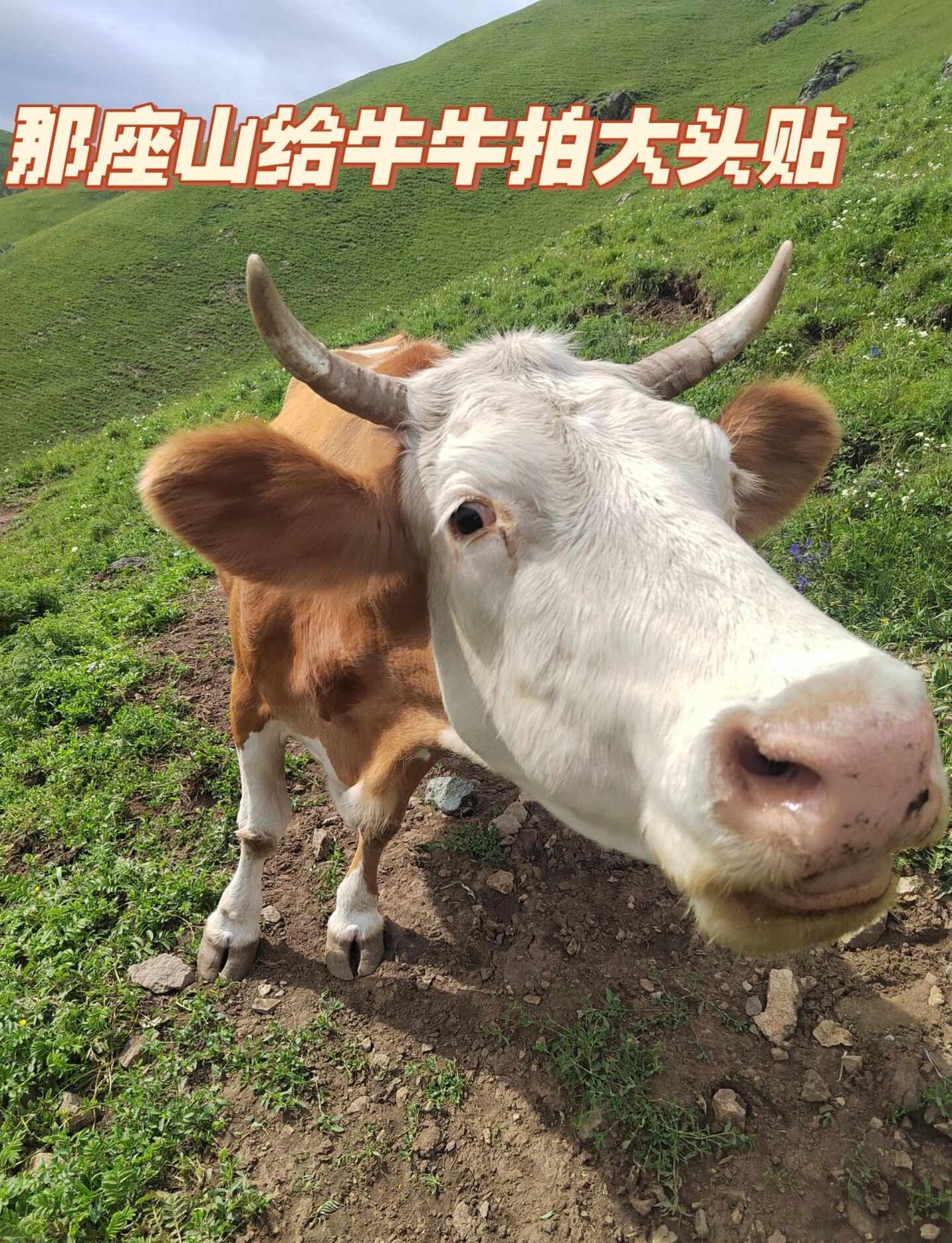那座山赏花！错过等一年！
本路线为那座山入门进阶小环线，从辉川景区进出，串联西台