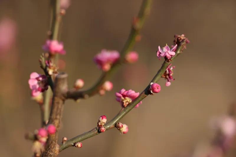 琼花敲窗梅带霜，
独坐幔帐思忧伤。
心事重重付瑶琴，
念意绵绵无限长。