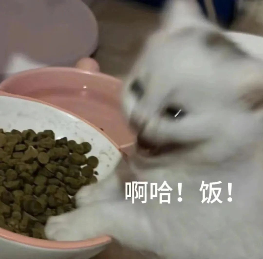 可爱小猫表情包｜委屈成年糕团子 