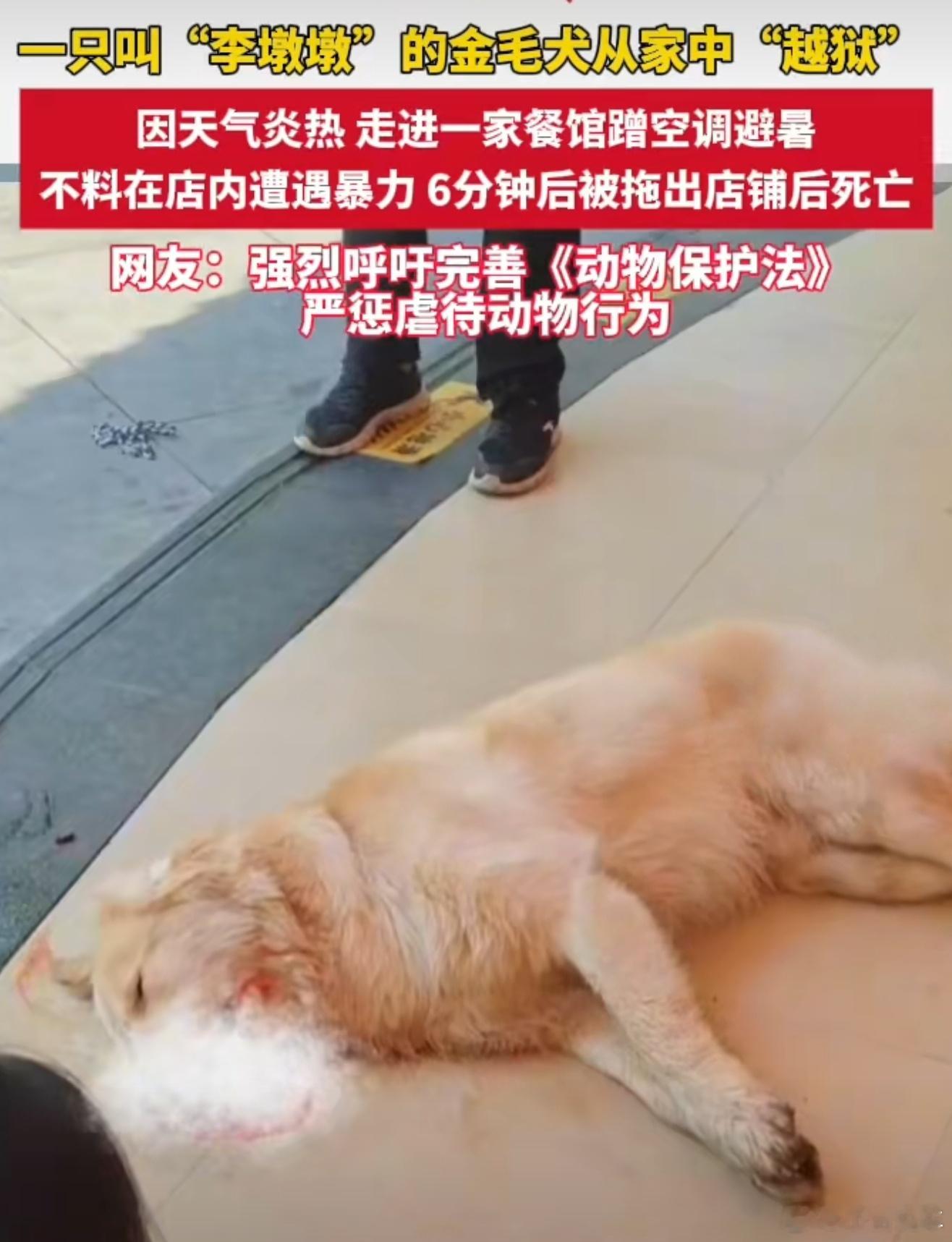 警方回应金毛疑在餐馆蹭空调被打死我的天呐，万物皆有灵，他只是想凉快一下，不喜欢完