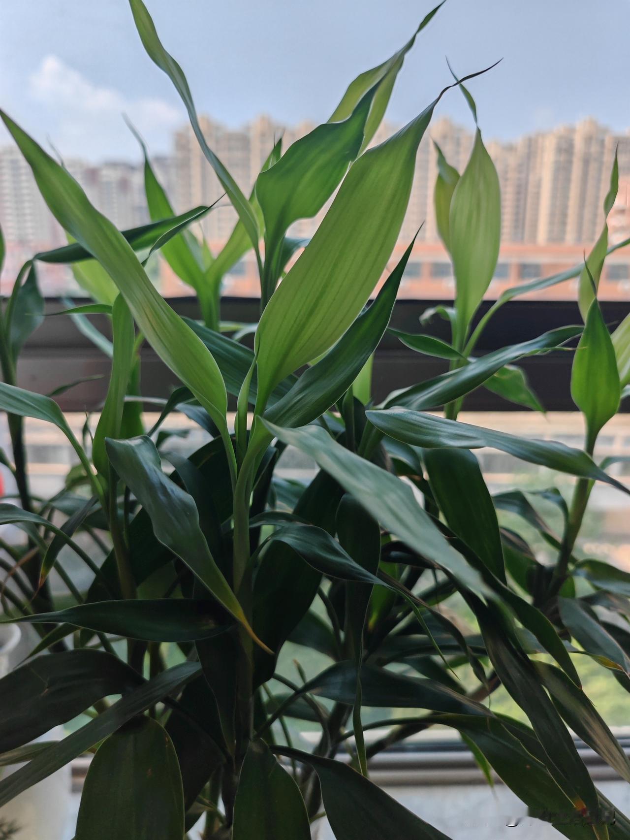 婆婆现在是有家难回～
一大早婆婆不听劝，非得趁着我老公去上班了，自己走着去她的住
