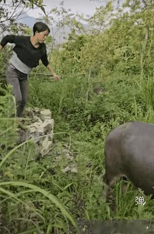 小时候看别人骑牛，自己都不敢骑