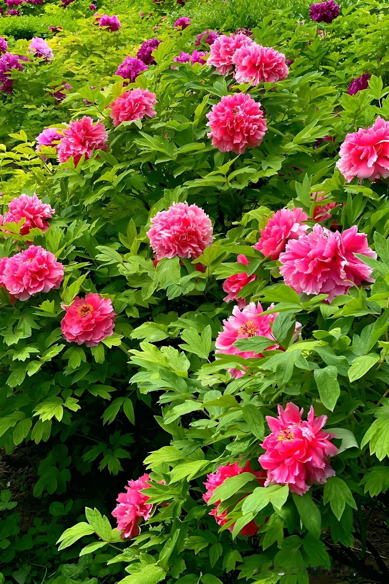 《咏牡丹》
——宋·陈与义
一自胡尘入汉关，
十年伊洛路漫漫。
青墩溪畔龙钟客，