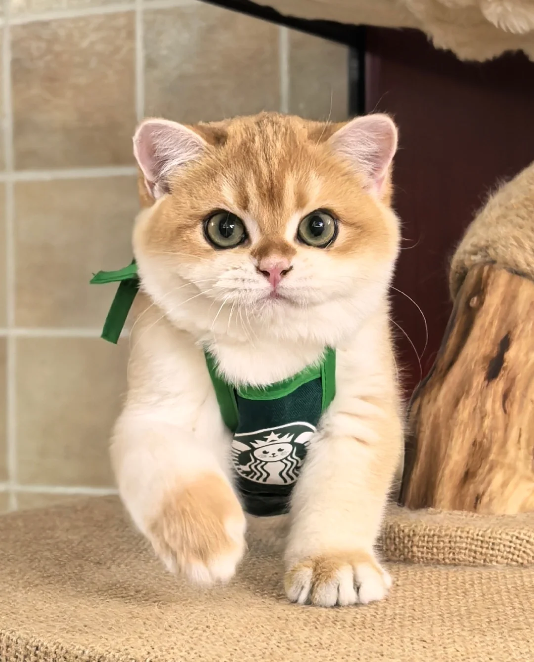 今天是打工小猫