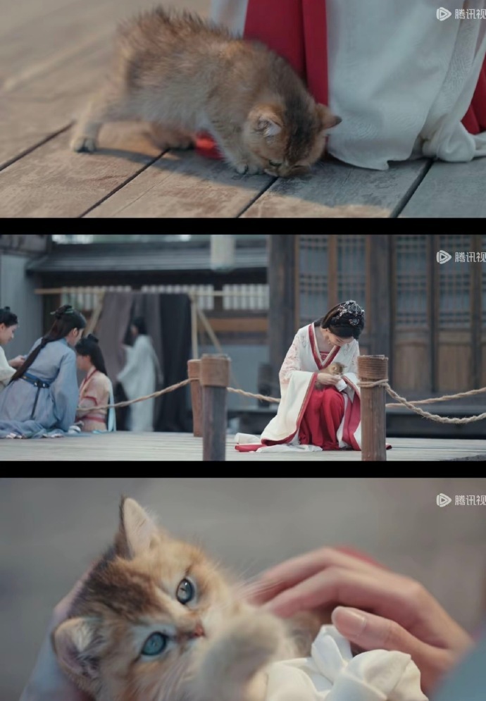 好有爱的剧组呀~🐱百花杀剧组把小猫养成大猫了