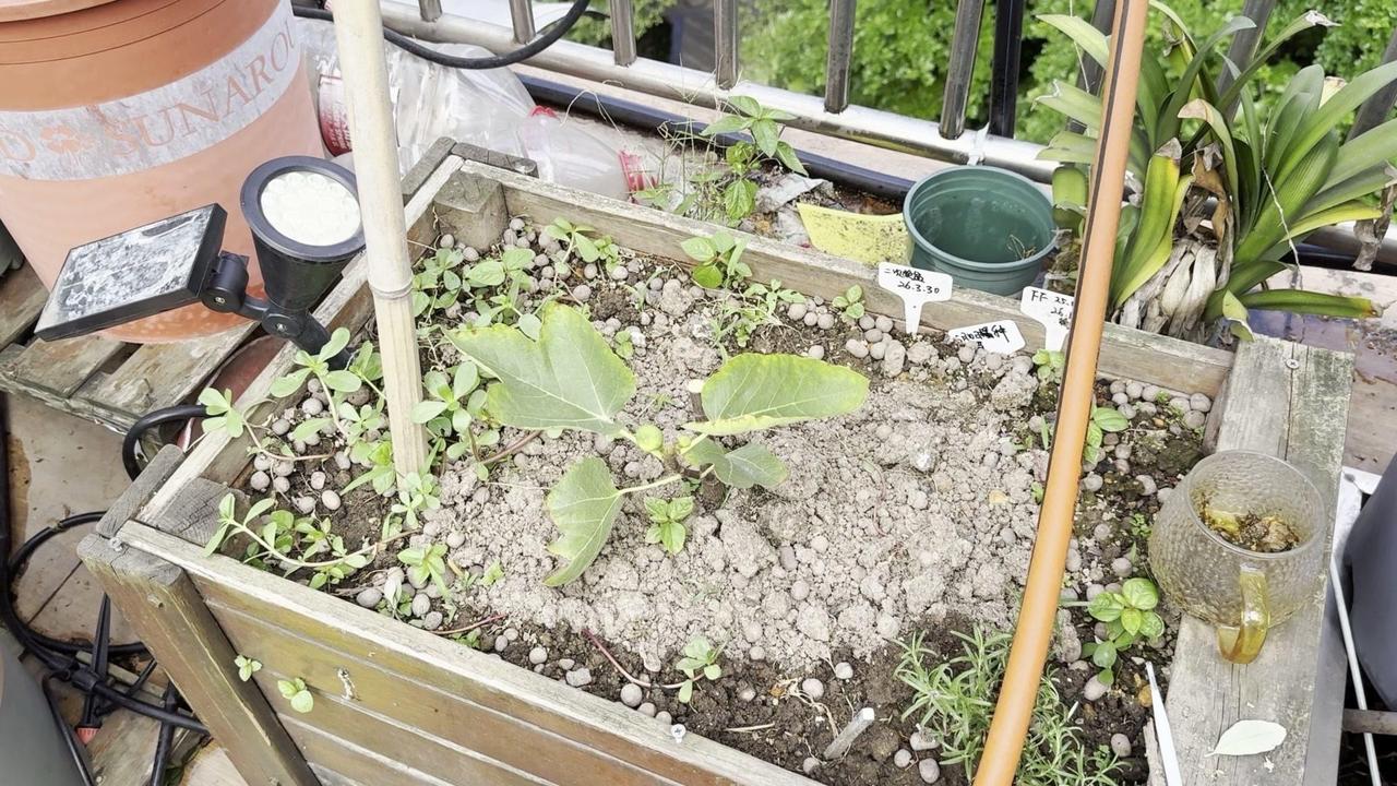 🔥无花果小苗闭芽？4实用招帮你解决！🍠土太闷？撬一撬就好
夏天温度高，小苗根