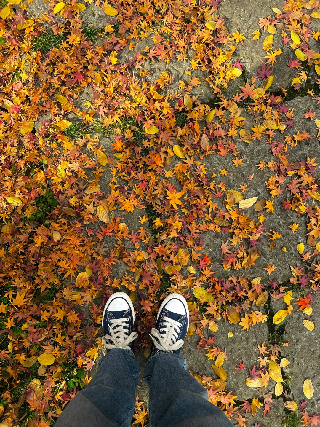 🍁落叶有什么好拍的，你太感性了～