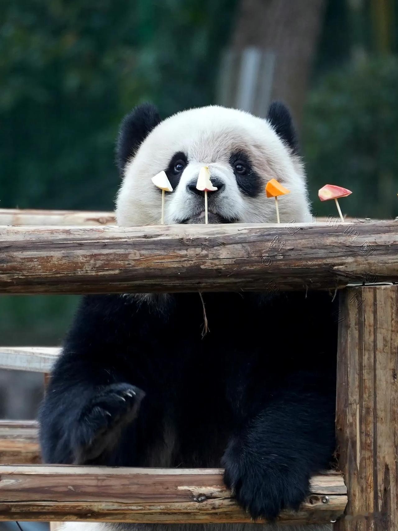 渝爱呀，我是支持你收割鸟命的。

不收割，自己的美食都被鸟给吃了。

当然如果你