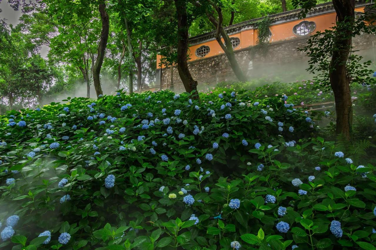 无锡惠山古镇龙光寺。无锡惠山古镇龙光寺园林寻夏感受诗画江南 花与古建筑