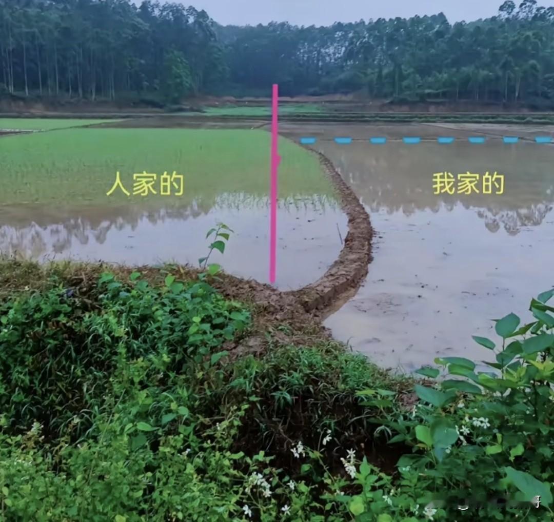 年复一年，日复一日，多占的这点面积，收的稻谷能卖多少钱？