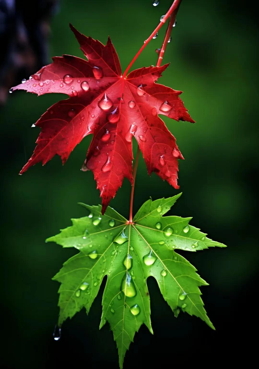 发现没有，
干工作干到抑郁的人里，
除了基因不好的，
基本上都是有责任心，有担当