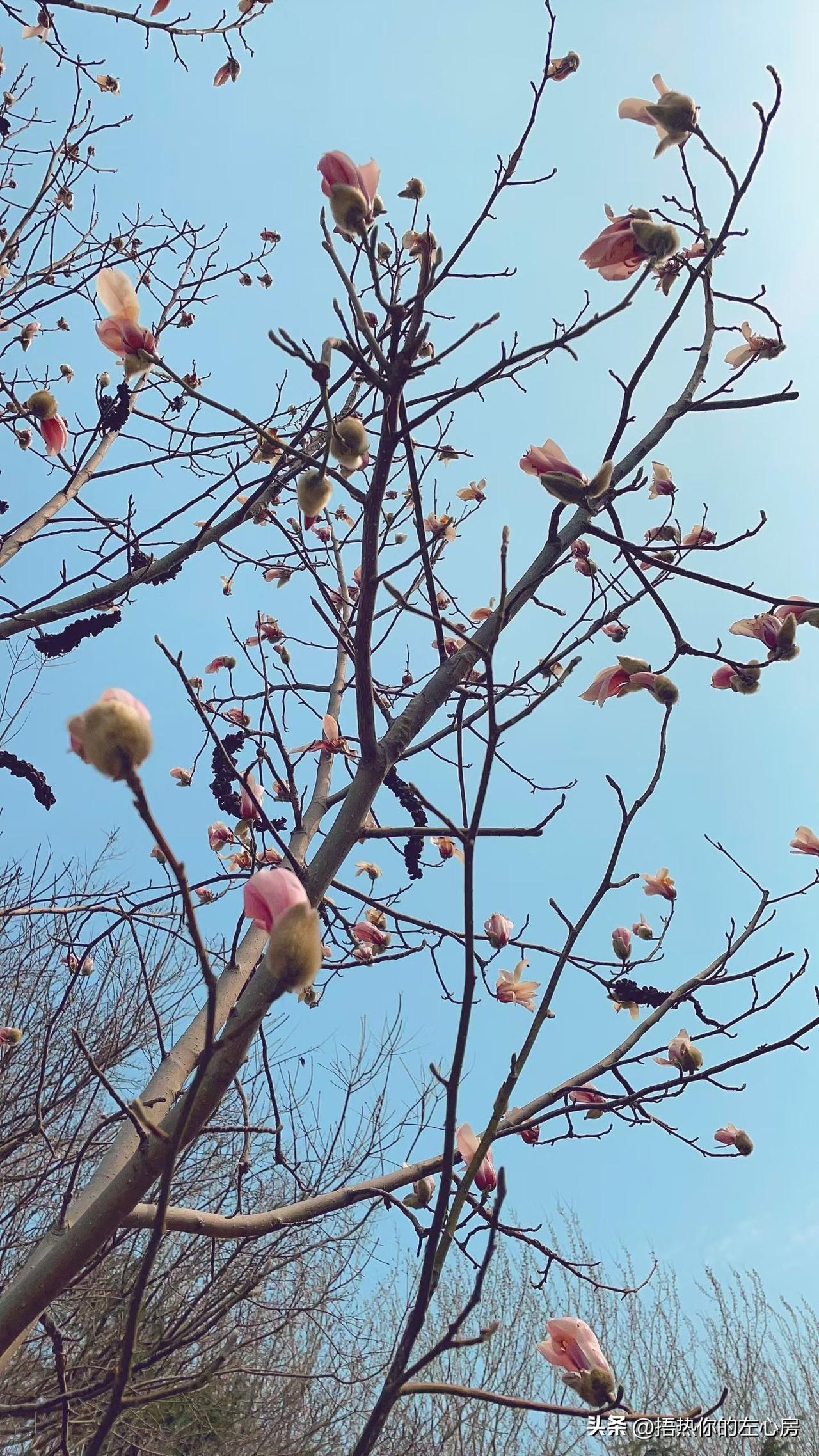 春风一吹，玉兰花就醒了🌿
光秃秃的枝桠上，粉白的花苞攒着劲儿往外冒，像藏了一整