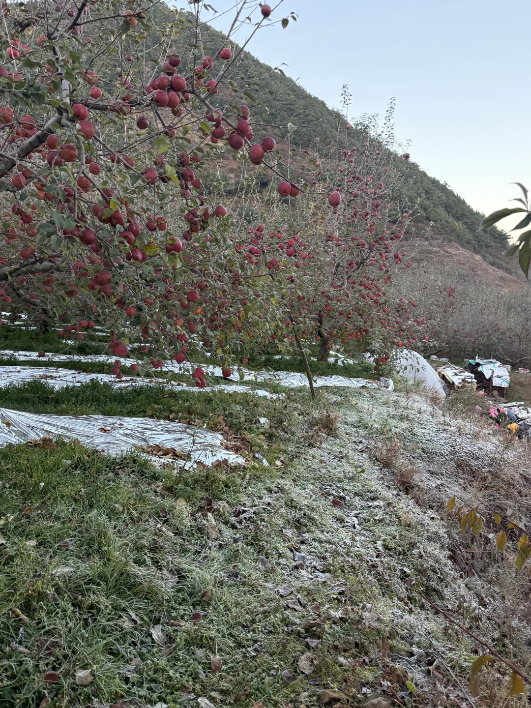 霜越大苹果越甜，鲜果不多了，错过了真的没了