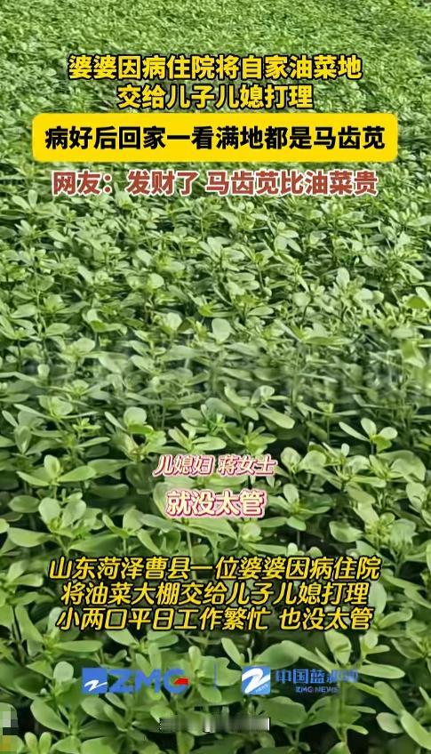 “笑不活了!”山东，婆婆生病将蔬菜大棚交给儿子儿媳管理，不料20天后油菜地长满马