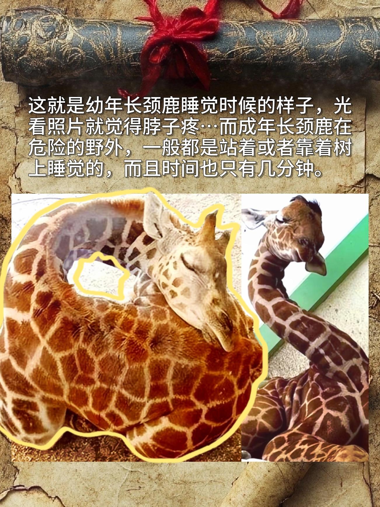 这只幼年的长颈鹿 这个脖子看着就很疼。