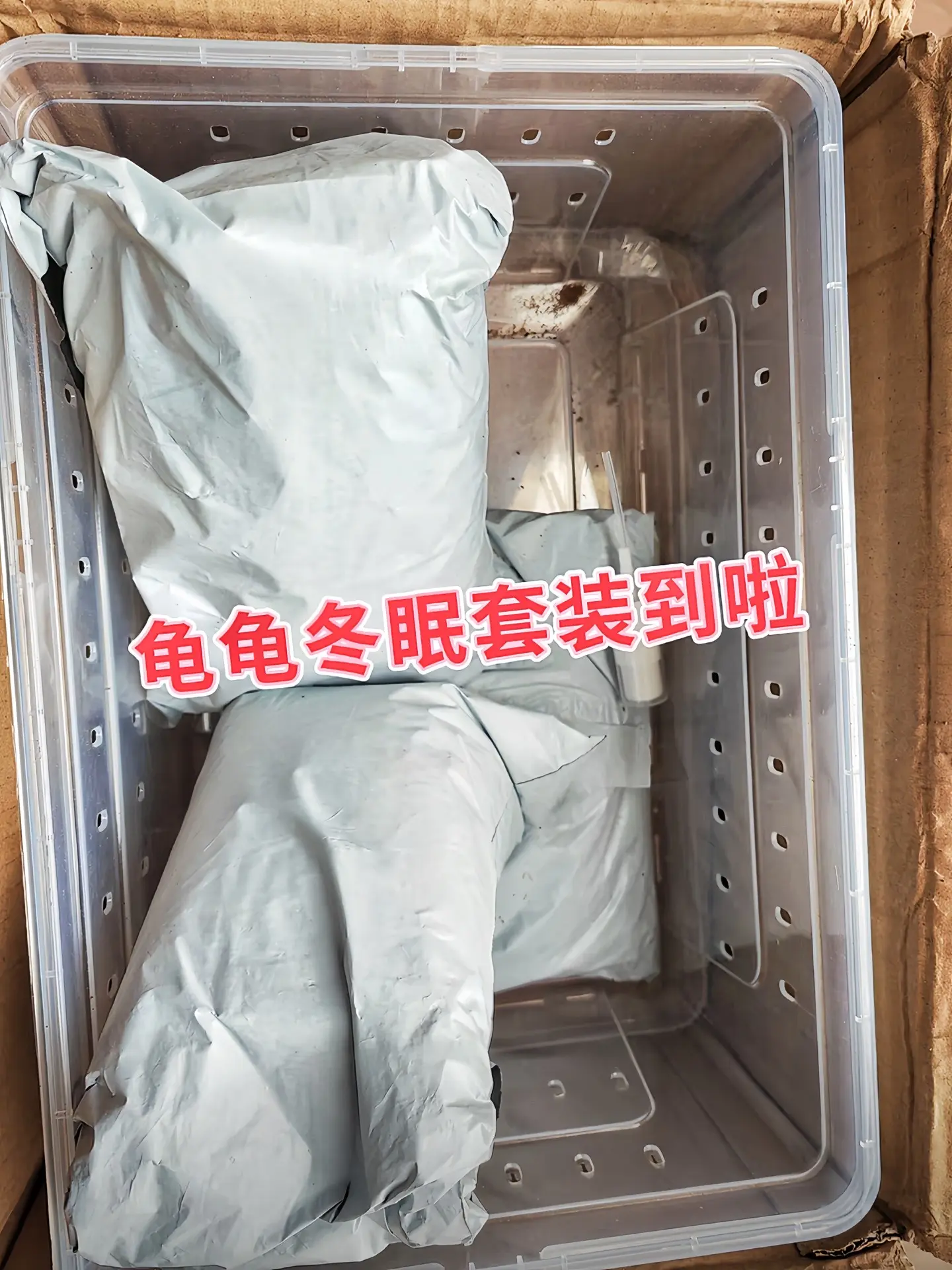 你们的龟龟冬眠了吗？快给龟龟安排上这套冬眠套装吧，让你的龟龟冬眠无忧