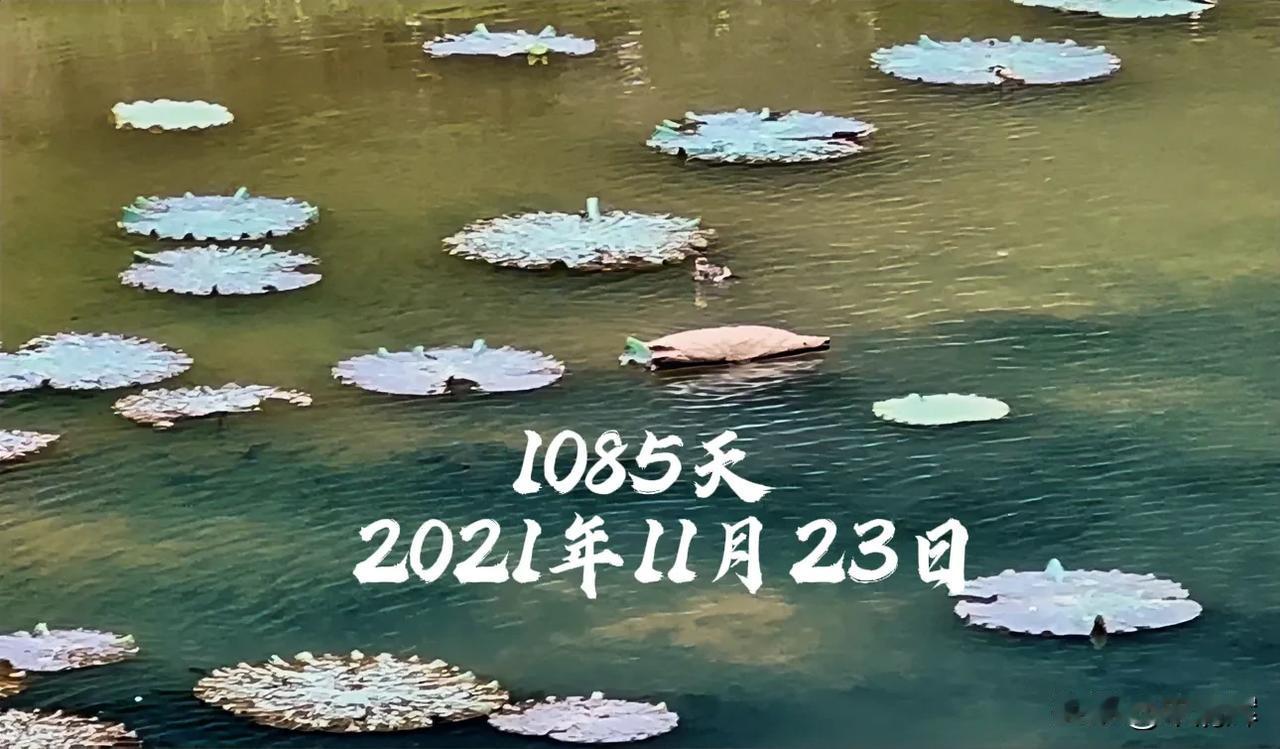 #总在记忆里# （1085）：每年到了十一月份，日子就很难过，只能拼命远足，走过