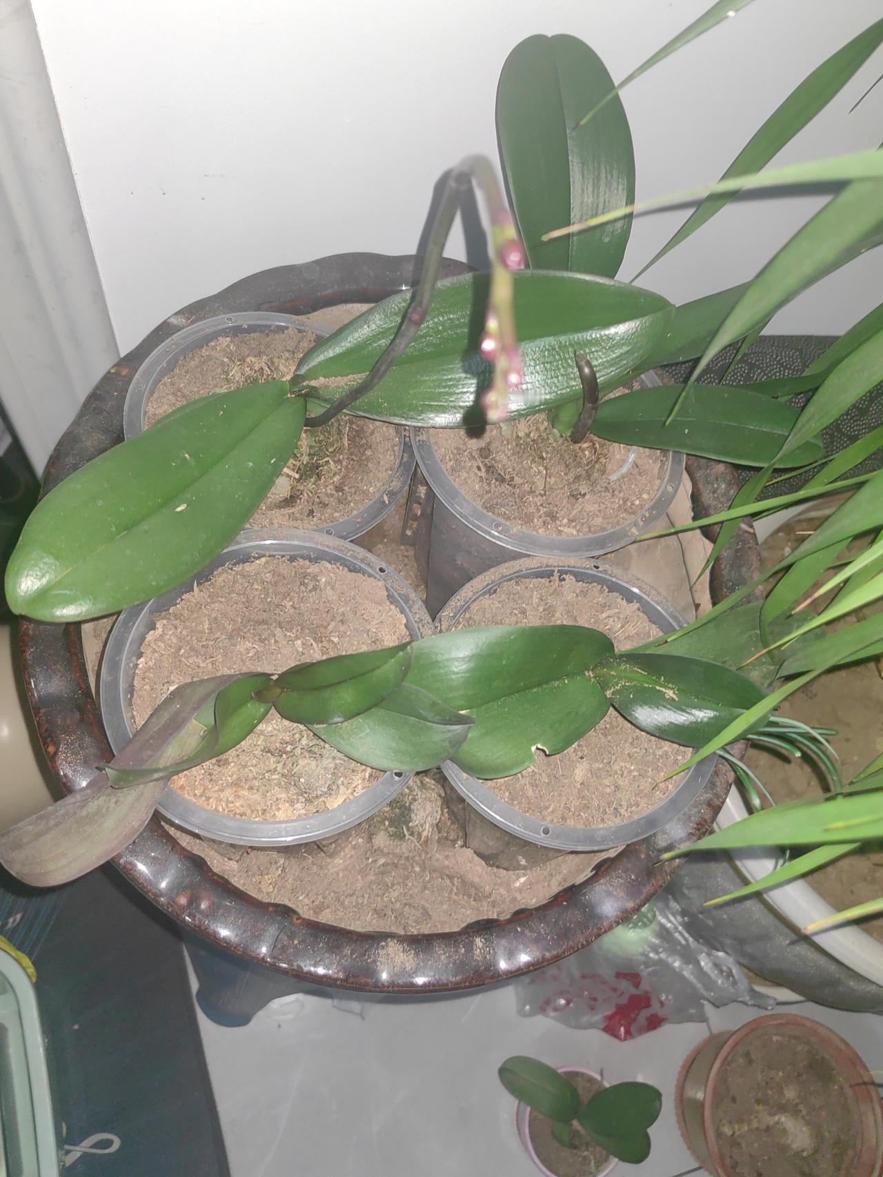 晒图笔记大赛闲来无事种了几棵蝴蝶兰，看这个长势，年前应该能来的不错。