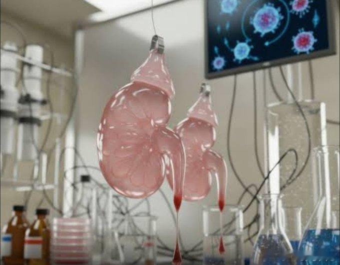 图中展示的是前沿生物实验室研发的外置悬挂式人工肾袋原型设备，代表了人工脏器与血液