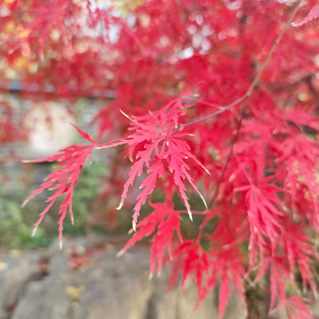 “武侠风”、“巧嘴风”，说的是谁？