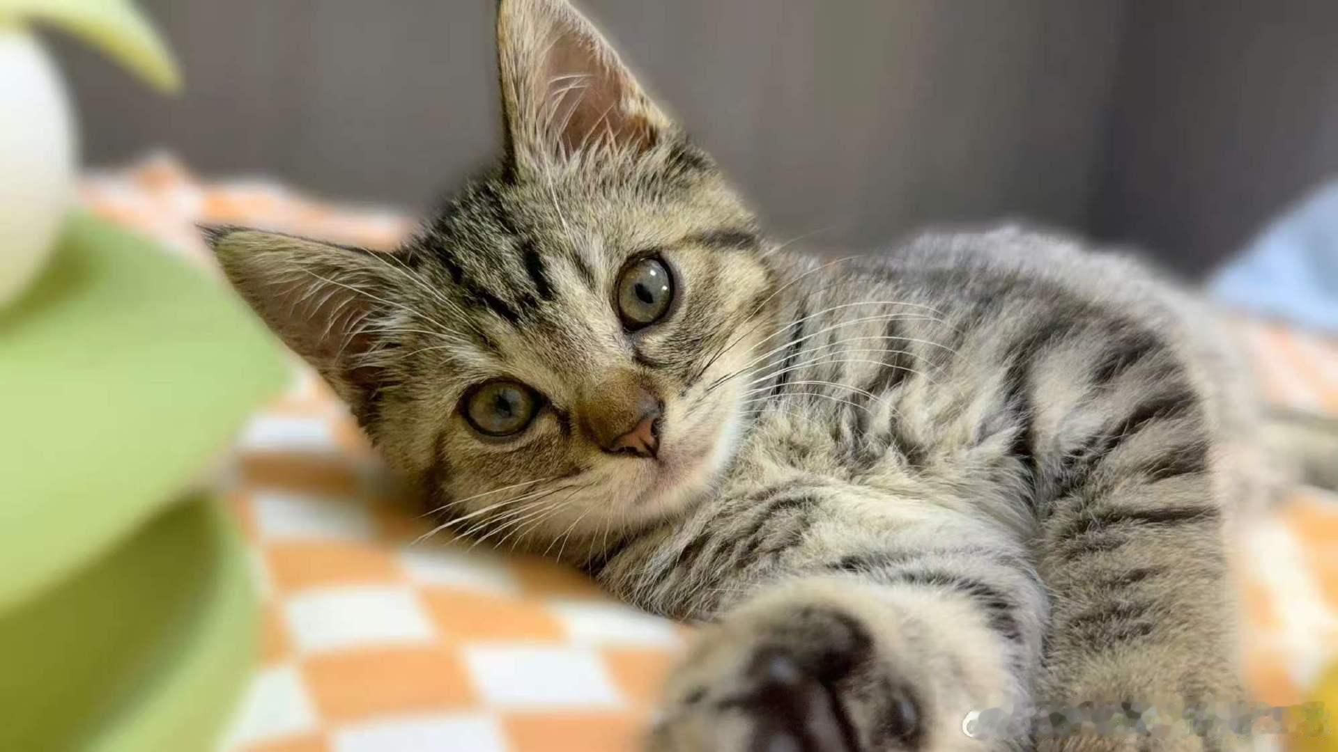 张奕然的猫叫咖啡张奕然六一晒猫 萌萌嘟~ 