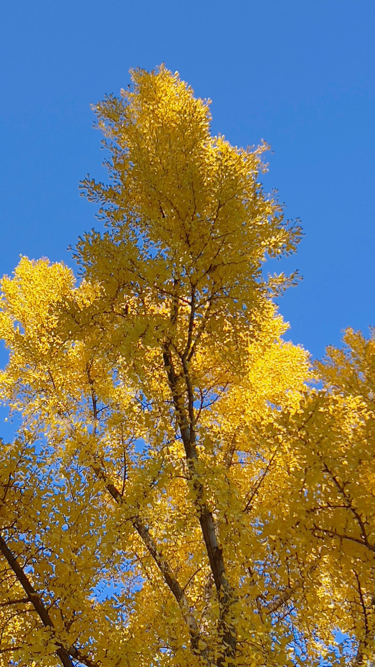 一张照片分享秋色