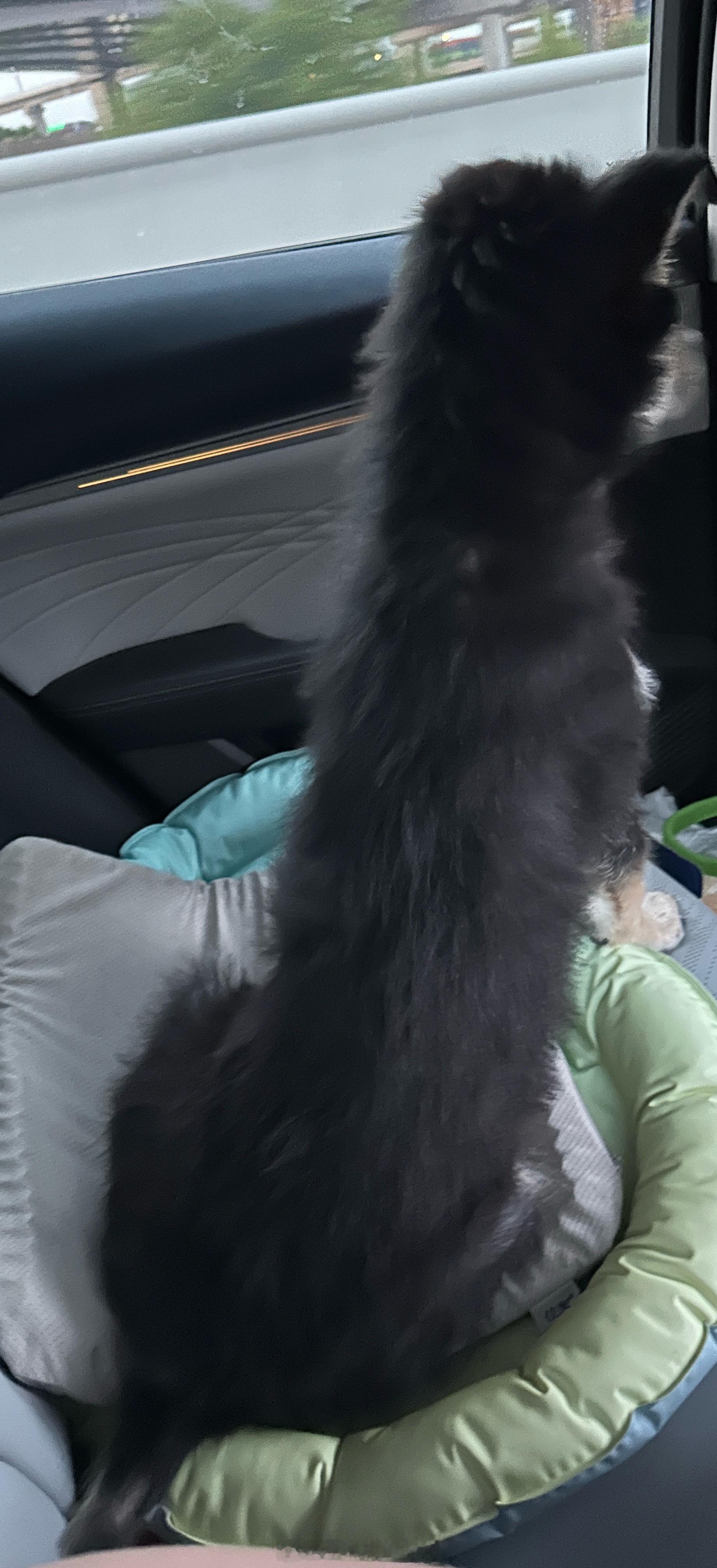 熊·闲时 翻照片发现他好长超大一只还要站在人身上幸福的烦恼了也是