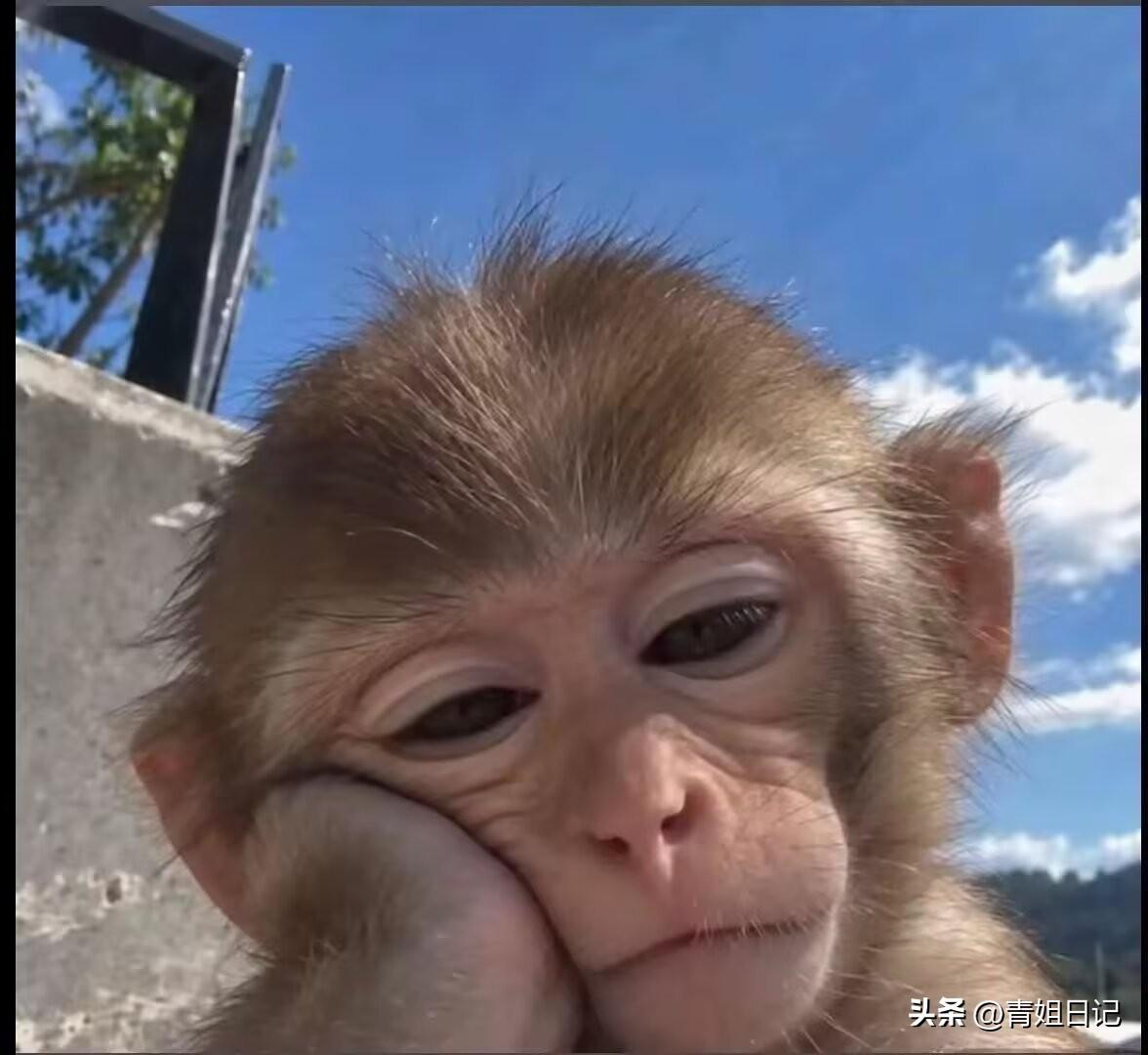 说真的，我挺羡慕猴子的。
进化到一半就戛然而止，这分寸感拿捏得简直绝了。

不用