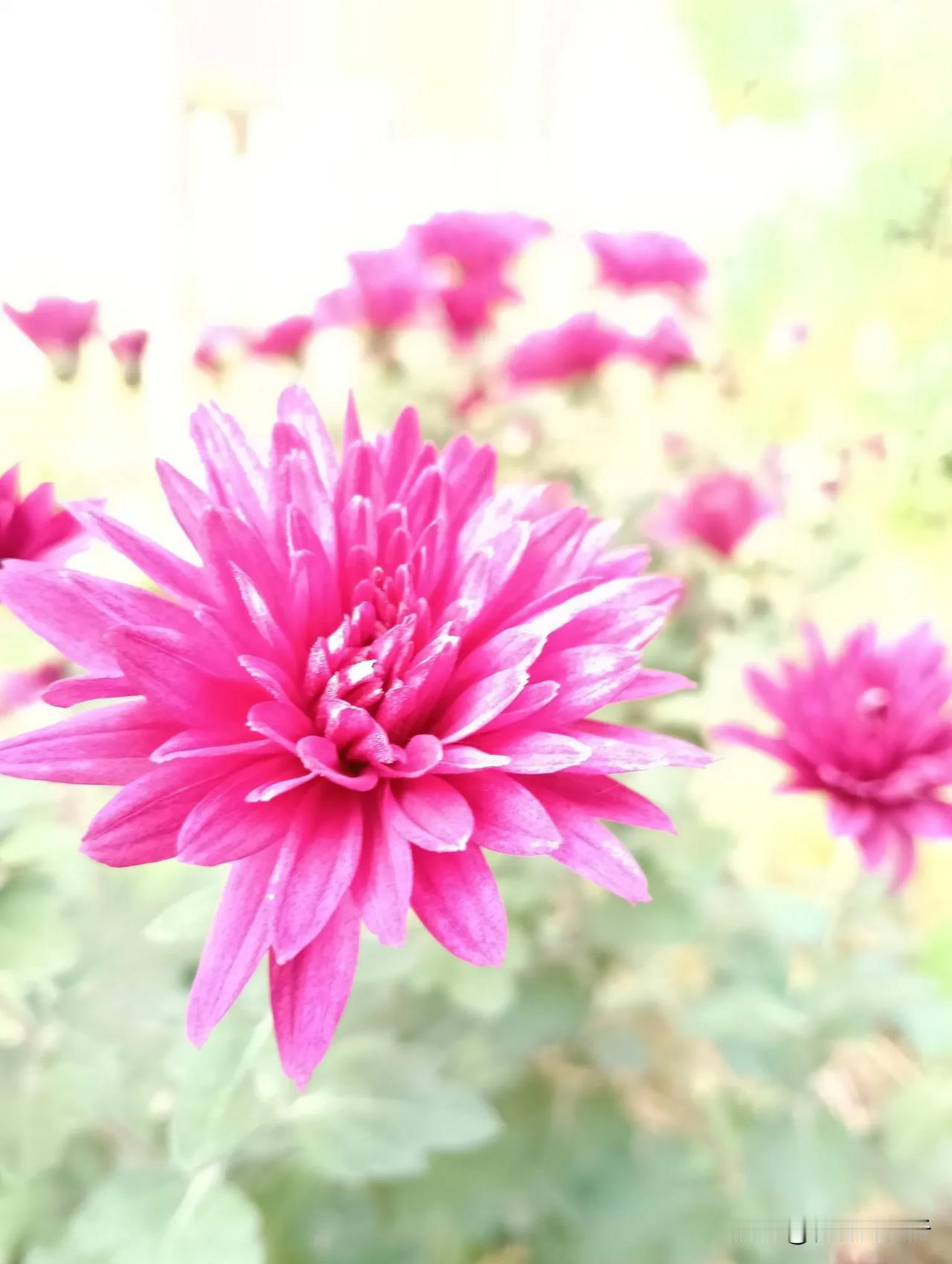 菊花盛开