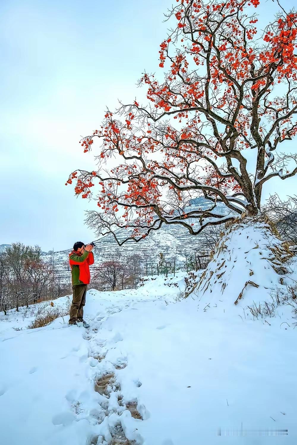 冬日雪景中的惊艳红叶，摄影师的瞬间捕捉。