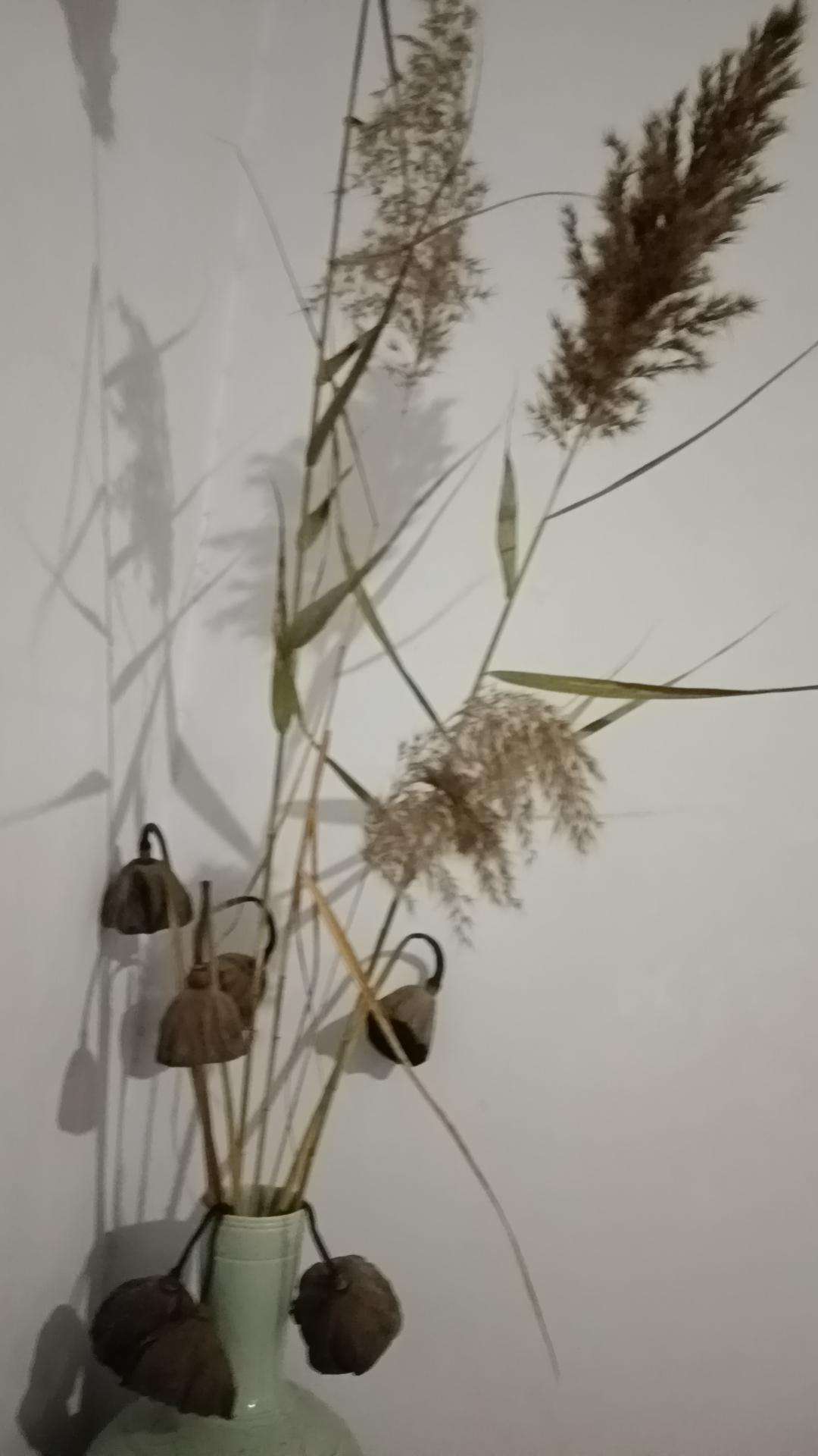 插花记。笨人学插花，老卜算一家。在说插花之前，先说说花瓶，我的花瓶很好，一个是1