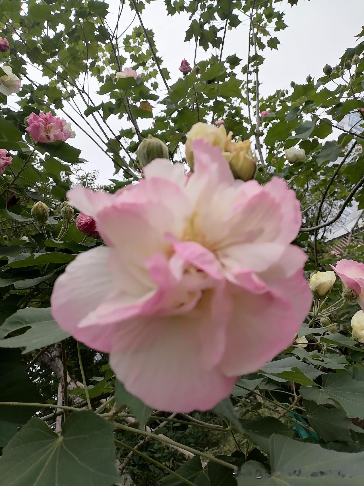 分享相册里的花🌸