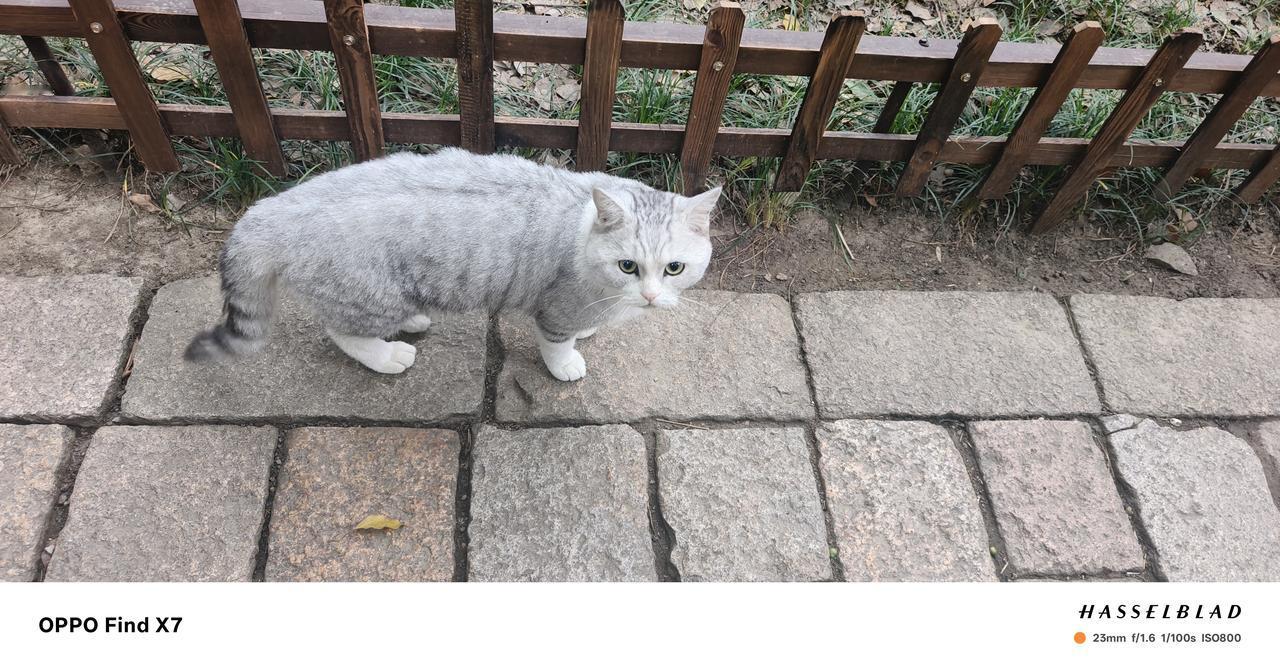 秋天的苏州，从素面到板栗的快乐
 
清晨六点的闹钟，是为了奔赴西园寺的“碳水之约