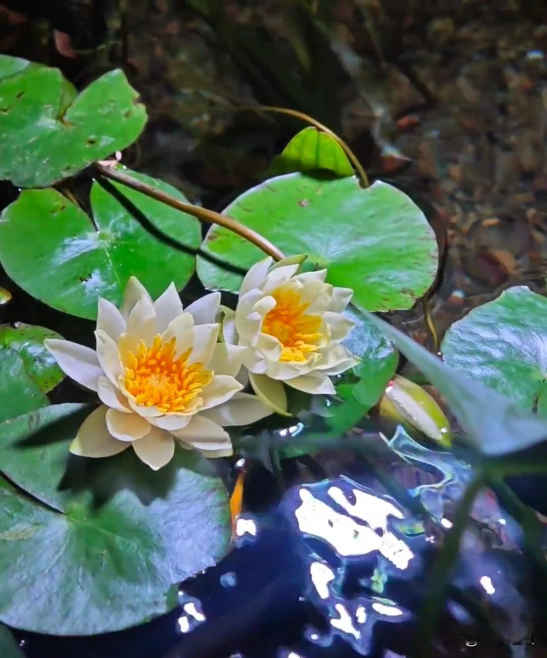 位风水先生谆谆告诫的话，让我听后
大彻大悟，他说：
1、不管住哪，要说房子好。