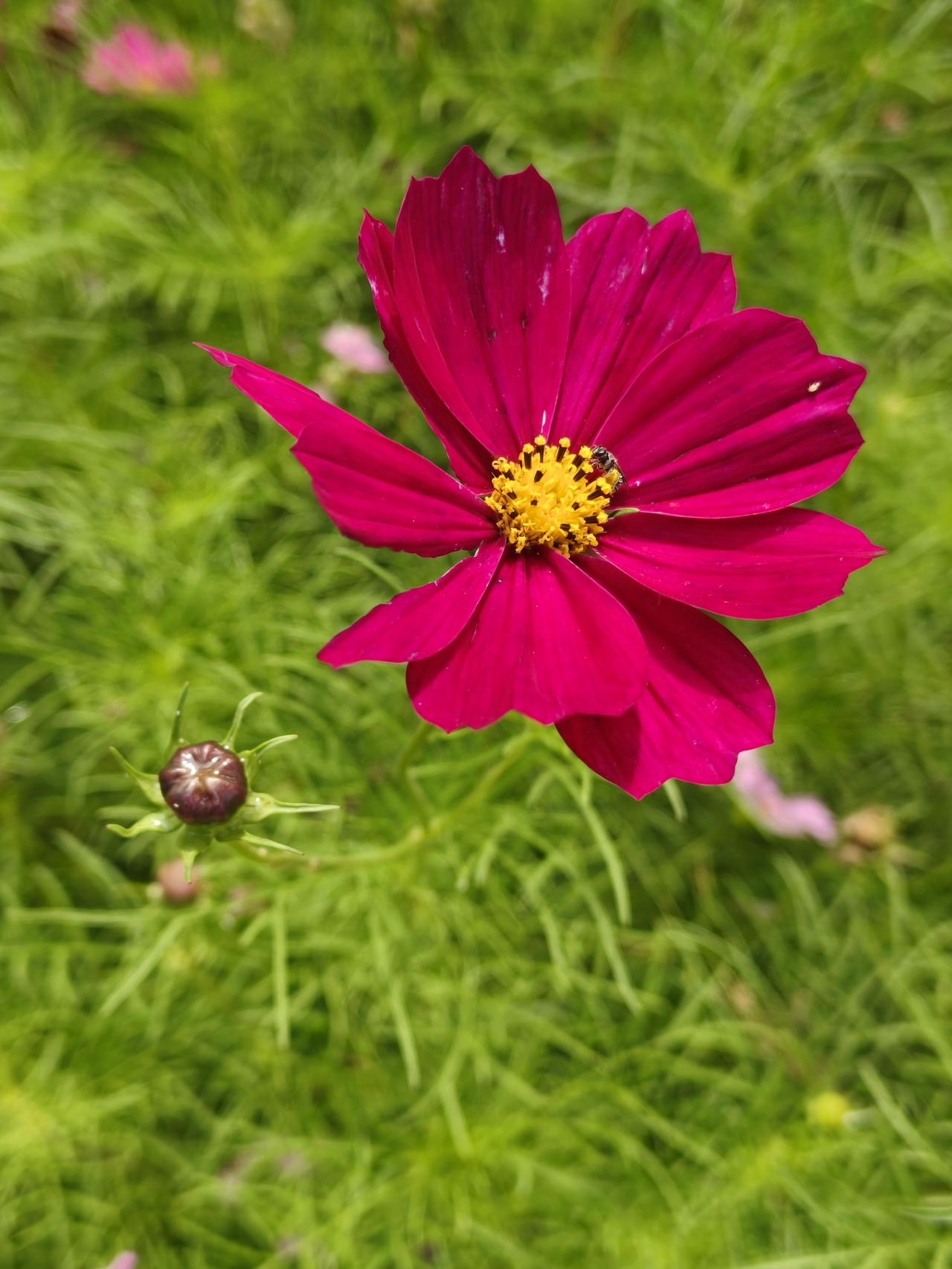 夏日的格桑花。